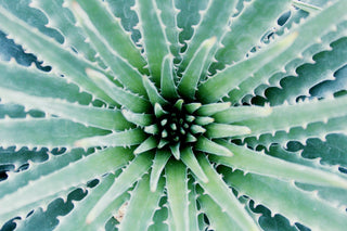 Aloë vera